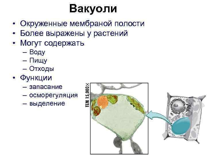 Вакуоли • Окруженные мембраной полости • Более выражены у растений • Могут содержать –