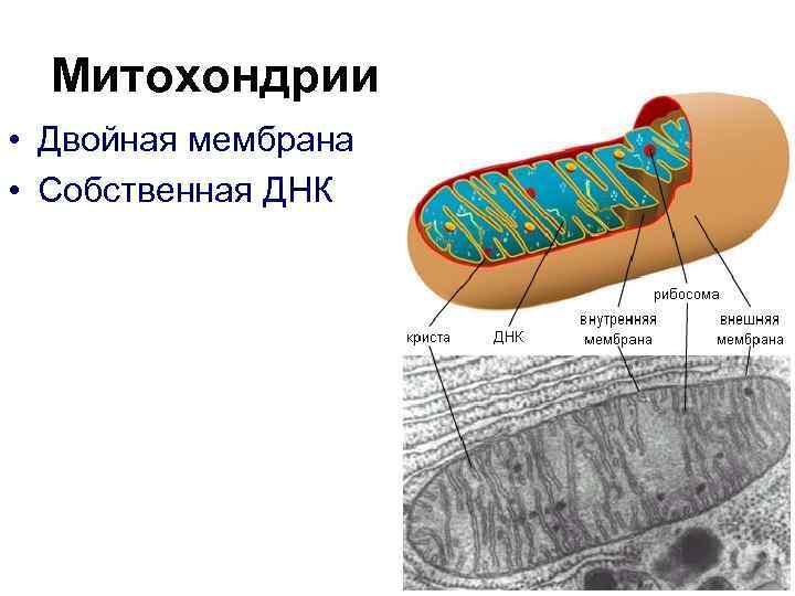 Митохондрии • Двойная мембрана • Собственная ДНК 