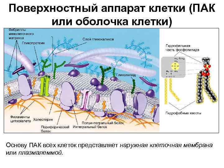 Поверхностный аппарат клетки (ПАК или оболочка клетки) Основу ПАК всех клеток представляет наружная клеточная