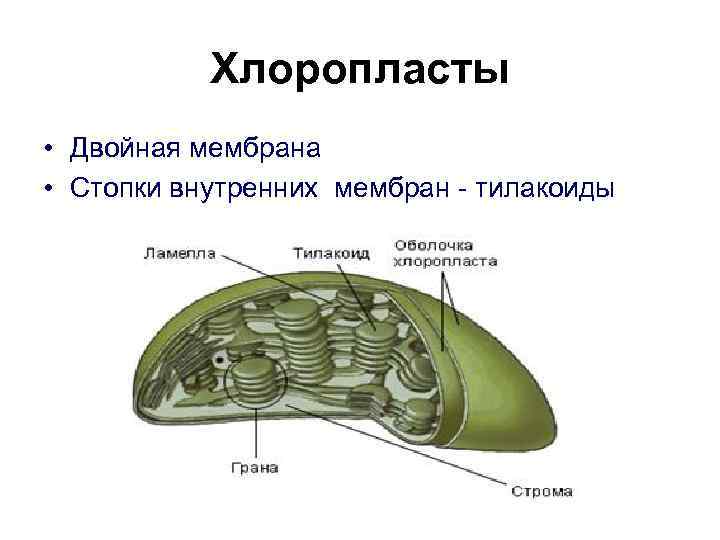 Хлоропласты • Двойная мембрана • Стопки внутренних мембран - тилакоиды 