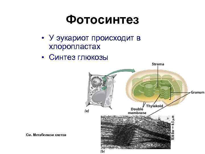 Фотосинтез • У эукариот происходит в хлоропластах • Синтез глюкозы См. Метаболизм клетки 