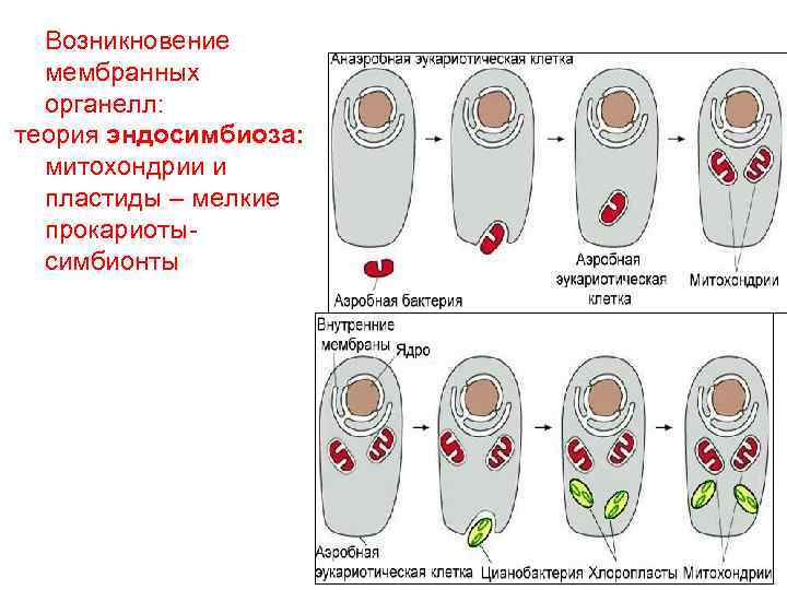Возникновение мембранных органелл: теория эндосимбиоза: митохондрии и пластиды – мелкие прокариотысимбионты 