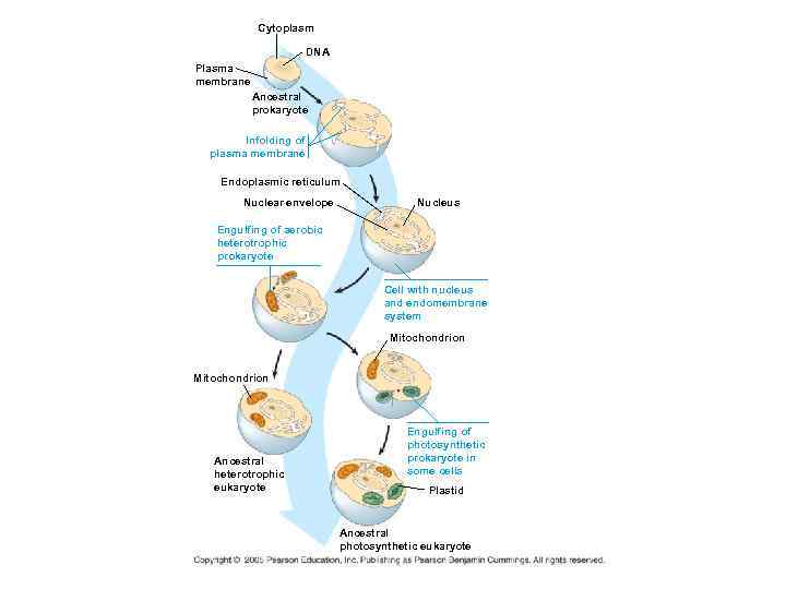 Cytoplasm DNA Plasma membrane Ancestral prokaryote Infolding of plasma membrane Endoplasmic reticulum Nuclear envelope