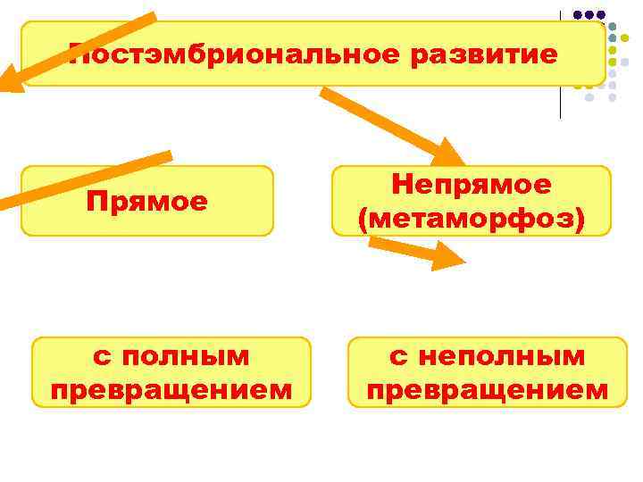 Прямое и непрямое развитие организмов презентация