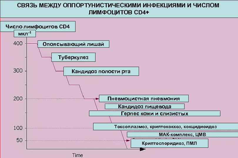 СВЯЗЬ МЕЖДУ ОППОРТУНИСТИЧЕСКИМИ ИНФЕКЦИЯМИ И ЧИСЛОМ ЛИМФОЦИТОВ CD 4+ Число лимфоцитов CD 4 мкл-1