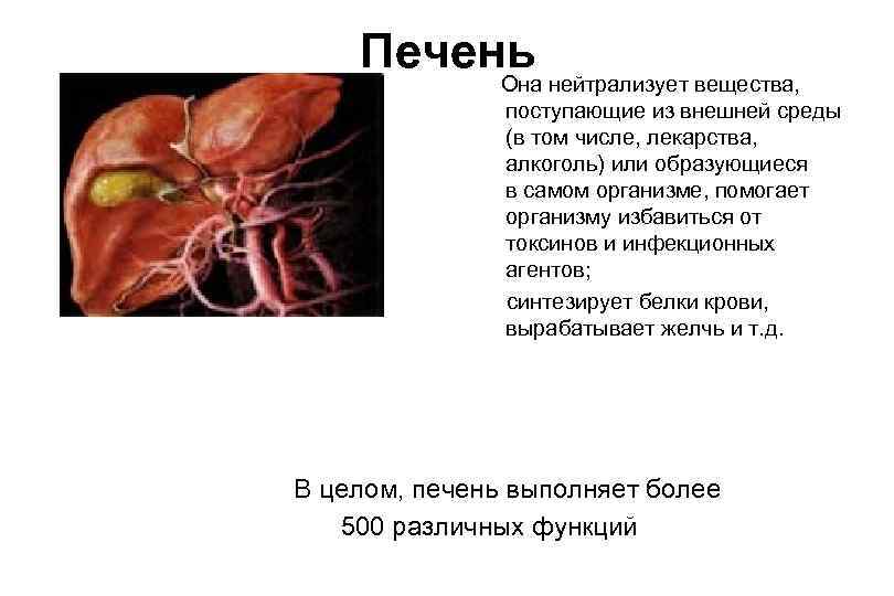 Печень Она нейтрализует вещества, поступающие из внешней среды (в том числе, лекарства, алкоголь) или