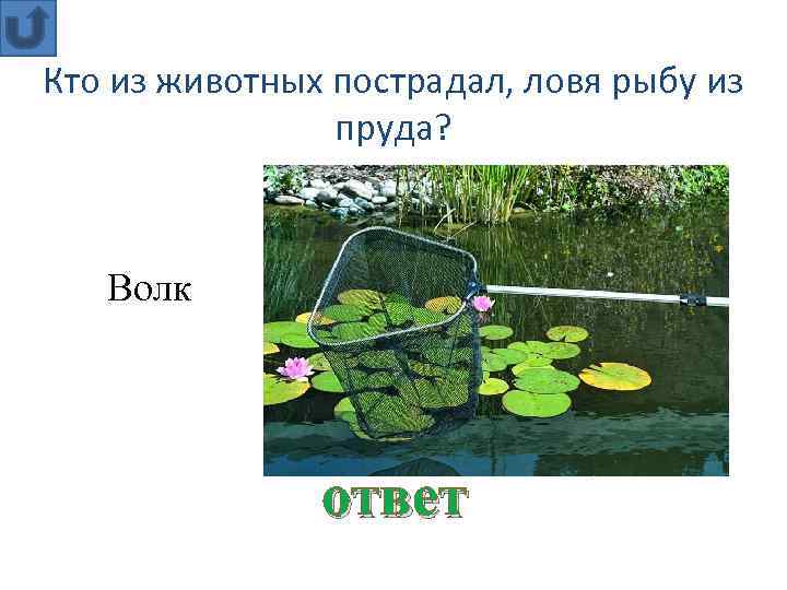 Кто из животных пострадал, ловя рыбу из пруда? Волк ответ 