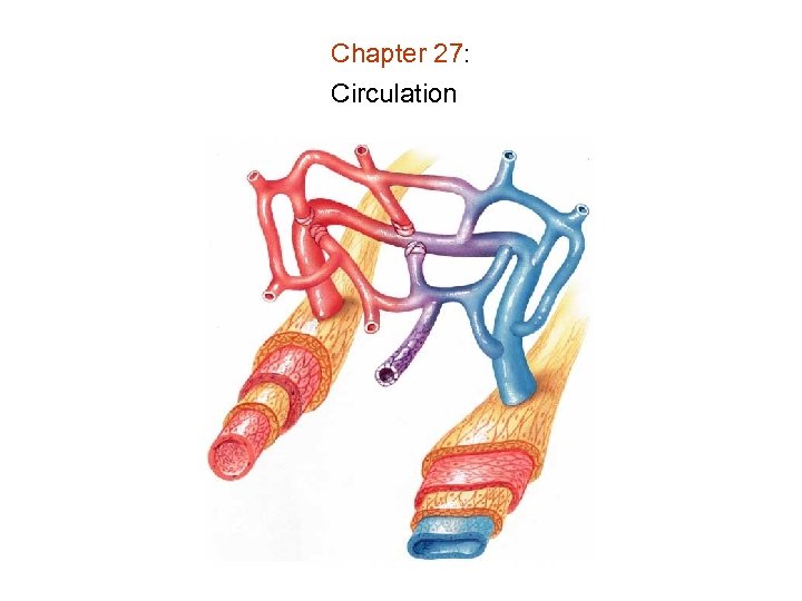 Chapter 27: Circulation 