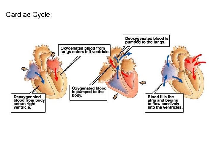 Cardiac Cycle: 