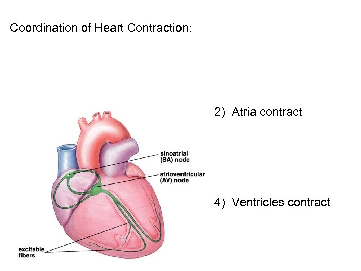 Coordination of Heart Contraction: 2) Atria contract 4) Ventricles contract 