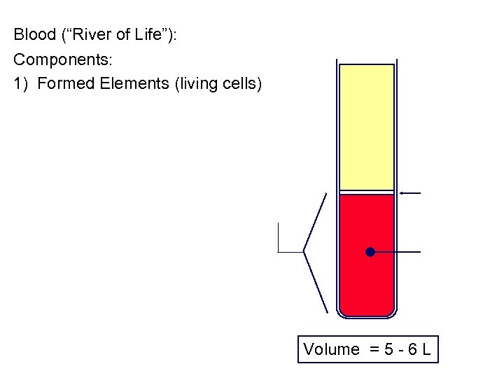 Blood (“River of Life”): Components: 1) Formed Elements (living cells) Volume = 5 -