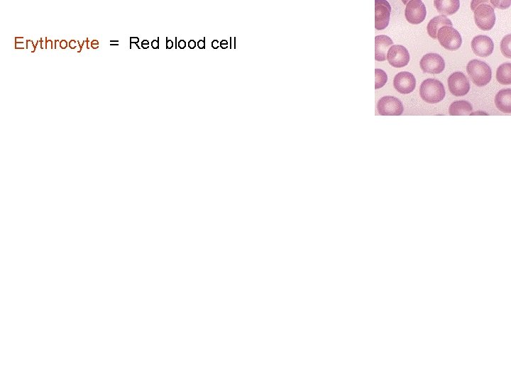 Erythrocyte = Red blood cell 