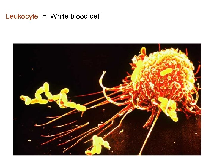 Leukocyte = White blood cell 