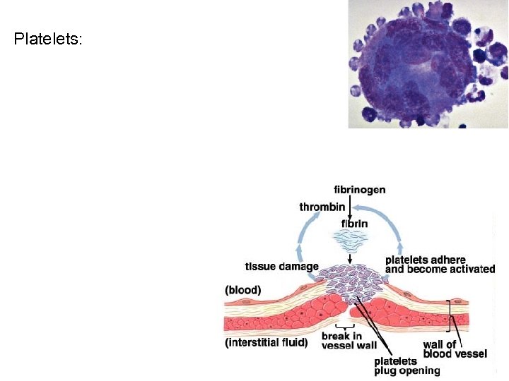 Platelets: 