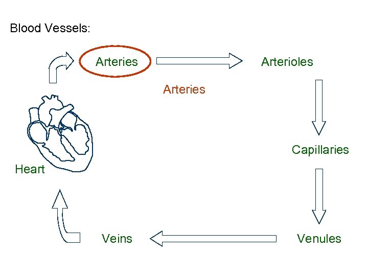 Blood Vessels: Arteries Arterioles Arteries Capillaries Heart Veins Venules 