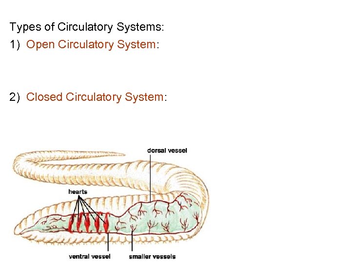 Types of Circulatory Systems: 1) Open Circulatory System: 2) Closed Circulatory System: 