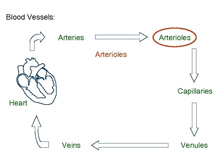 Blood Vessels: Arteries Arterioles Capillaries Heart Veins Venules 