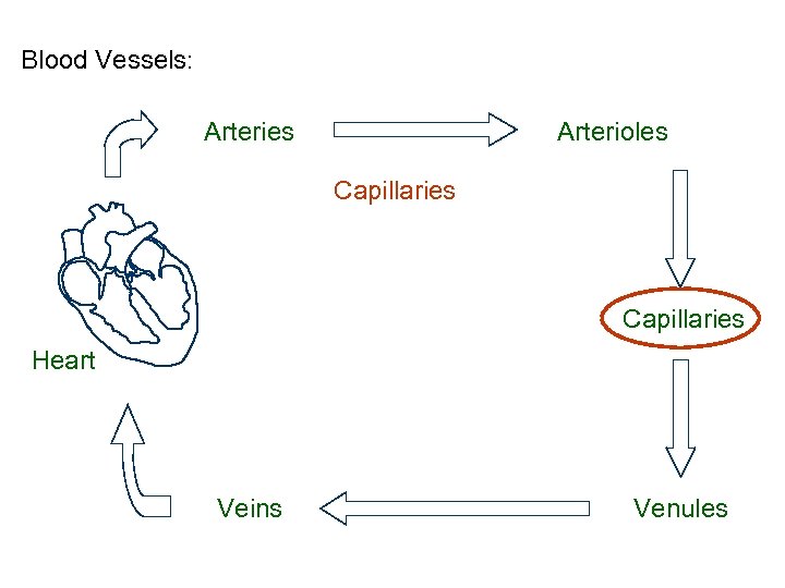 Blood Vessels: Arteries Arterioles Capillaries Heart Veins Venules 