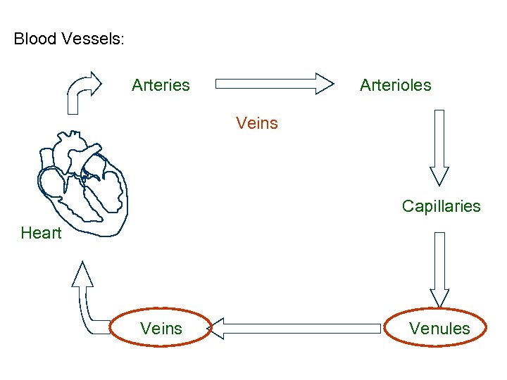 Blood Vessels: Arteries Arterioles Veins Capillaries Heart Veins Venules 