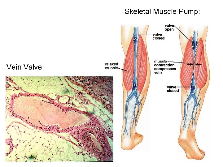 Skeletal Muscle Pump: Vein Valve: 