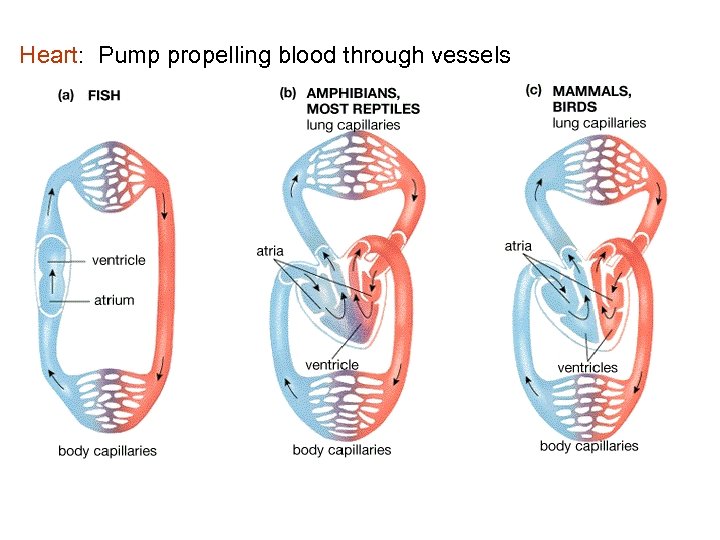 Heart: Pump propelling blood through vessels 