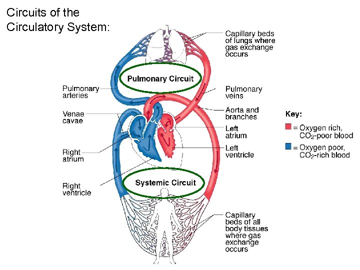 Circuits of the Circulatory System: 