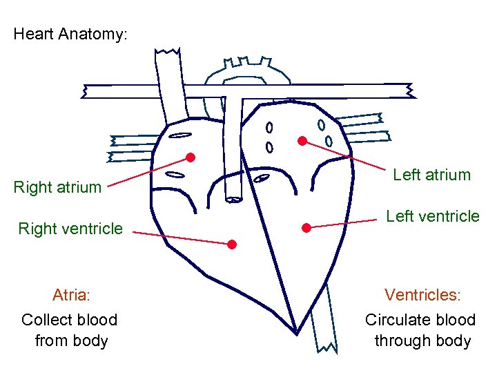 Heart Anatomy: Right atrium Right ventricle Atria: Collect blood from body Left atrium Left