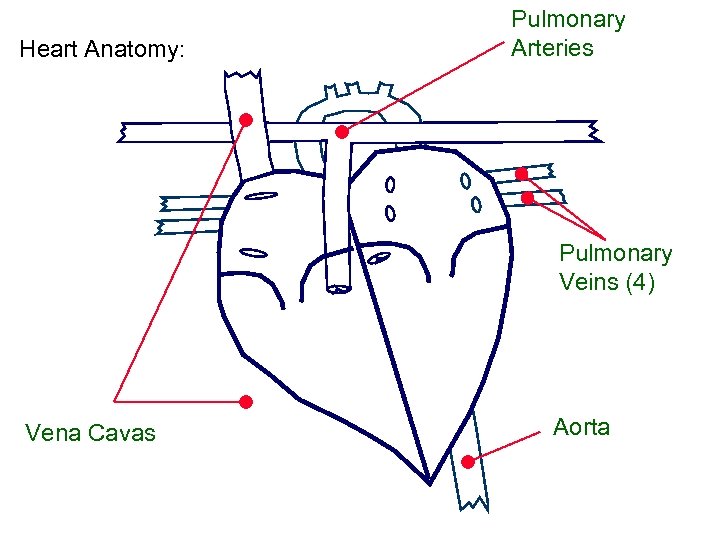 Heart Anatomy: Pulmonary Arteries Pulmonary Veins (4) Vena Cavas Aorta 