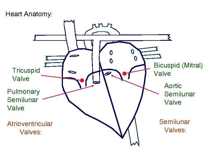 Heart Anatomy: Tricuspid Valve Pulmonary Semilunar Valve Atrioventricular Valves: Bicuspid (Mitral) Valve Aortic Semilunar