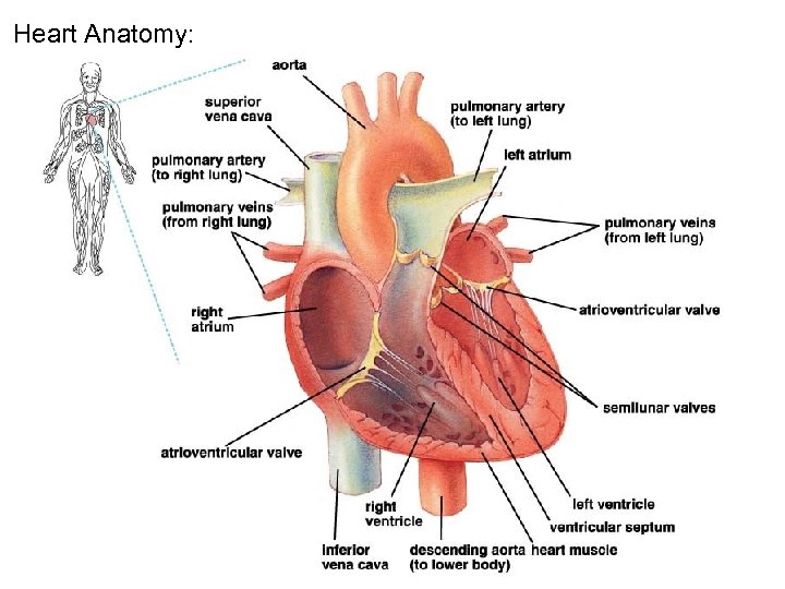 Heart Anatomy: 