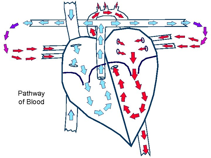 Pathway of Blood 