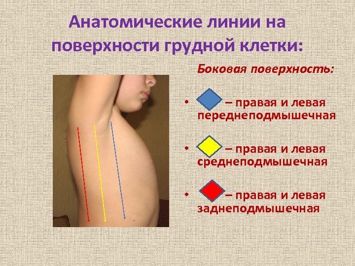 Анатомические линии на поверхности грудной клетки: Боковая поверхность: • – правая и левая переднеподмышечная