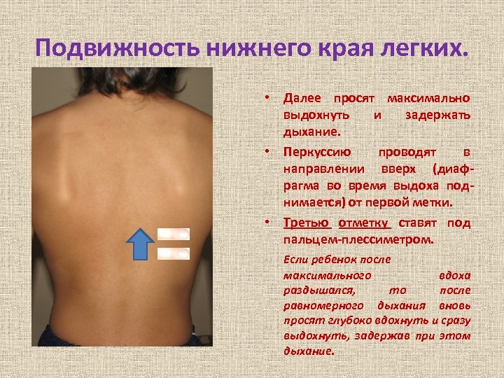 Подвижность нижнего края легких. • Далее просят максимально выдохнуть и задержать дыхание. • Перкуссию