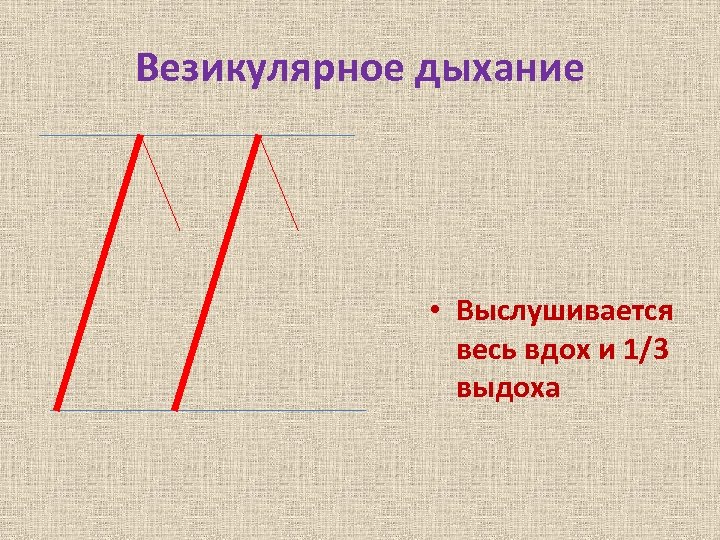 Схема везикулярного дыхания