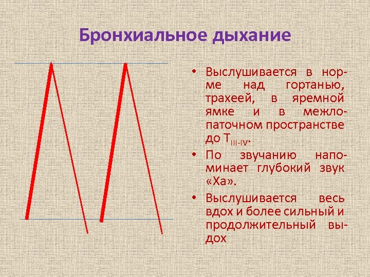 Бронхиальное дыхание. Бронхиальное дыхание выслушивае. Бронхиальное дыхание в норме. Бронхиальное дыхание в норме выслушивается.