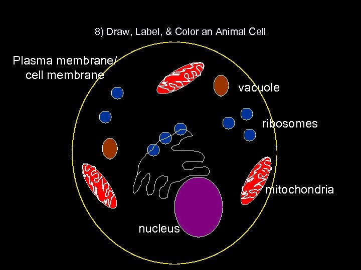 8) Draw, Label, & Color an Animal Cell Plasma membrane/ cell membrane vacuole ribosomes