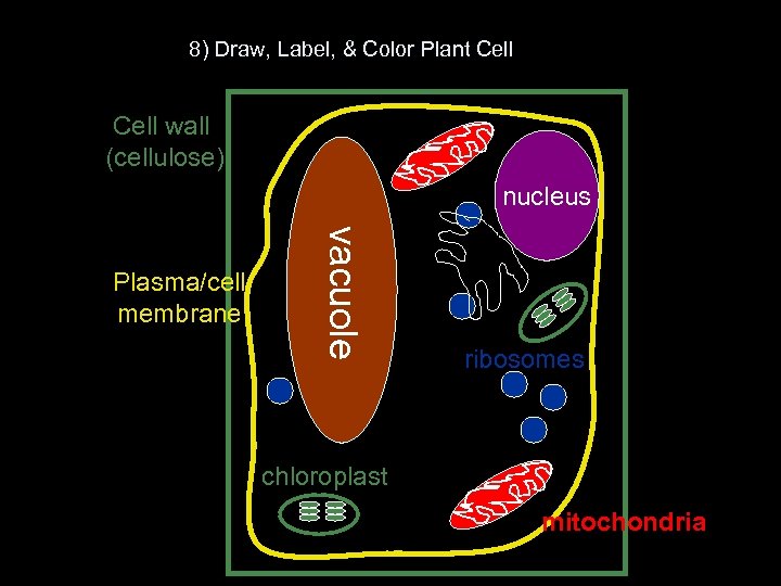 8) Draw, Label, & Color Plant Cell wall (cellulose) nucleus vacuole Plasma/cell membrane ribosomes