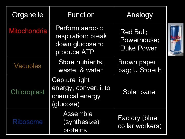 Organelle Function Mitochondria Perform aerobic respiration; break down glucose to produce ATP Store nutrients,