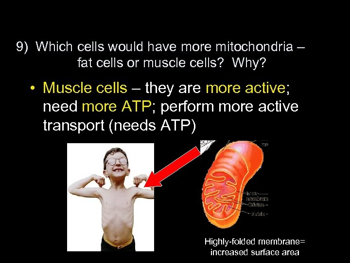 9) Which cells would have more mitochondria – fat cells or muscle cells? Why?