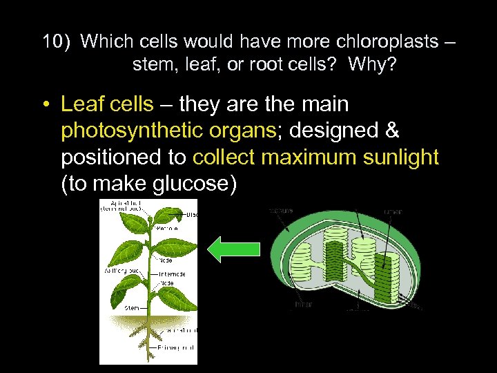 10) Which cells would have more chloroplasts – stem, leaf, or root cells? Why?