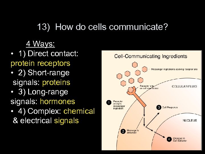 13) How do cells communicate? 4 Ways: • 1) Direct contact: protein receptors •