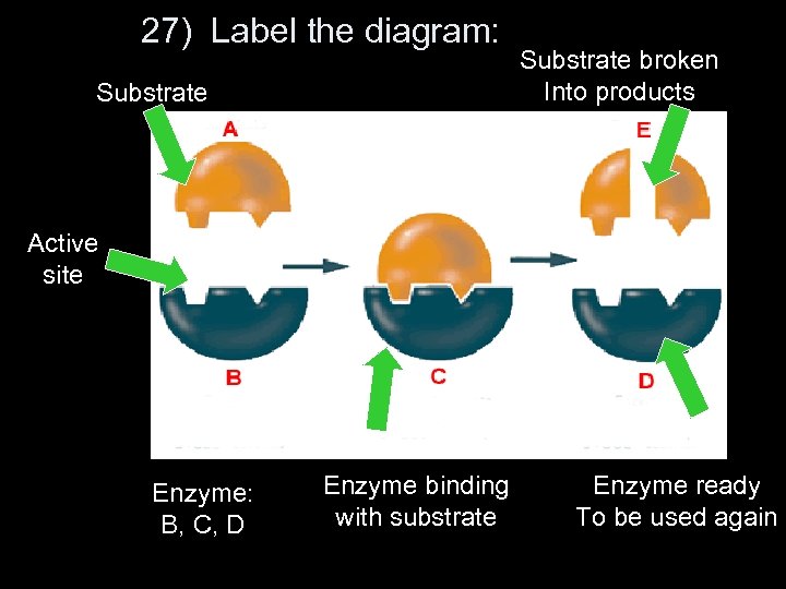 27) Label the diagram: Substrate broken Into products Active site Enzyme: B, C, D