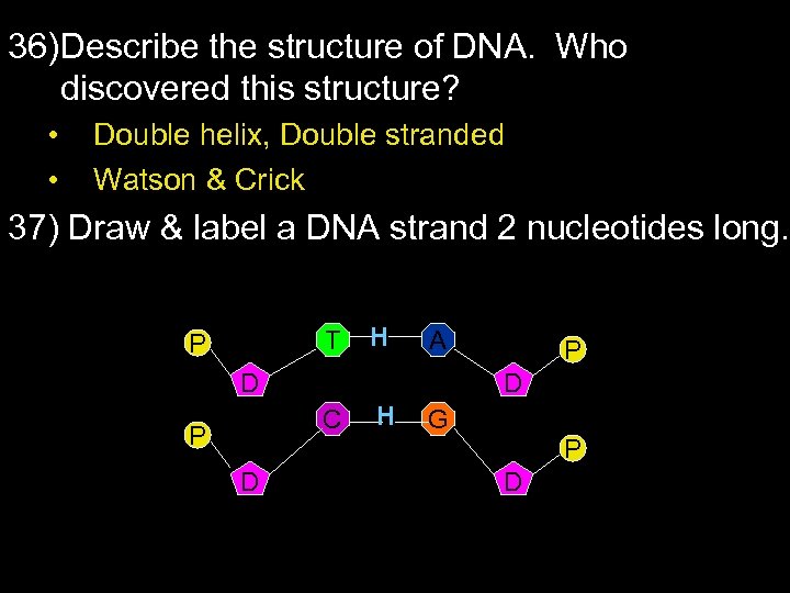 36) Describe the structure of DNA. Who discovered this structure? • • Double helix,