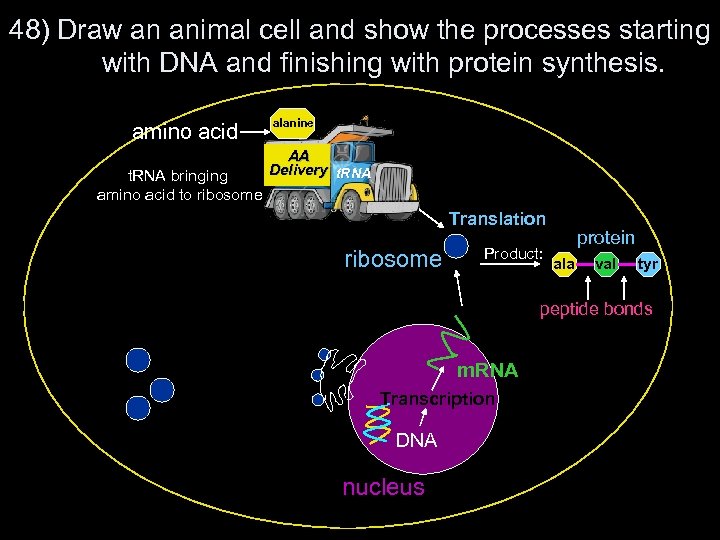 48) Draw an animal cell and show the processes starting with DNA and finishing