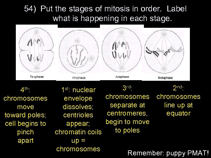 54) Put the stages of mitosis in order. Label what is happening in each