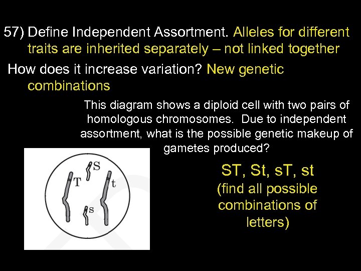 57) Define Independent Assortment. Alleles for different traits are inherited separately – not linked