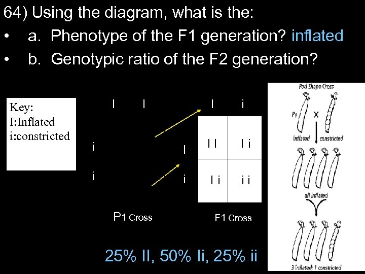 64) Using the diagram, what is the: • a. Phenotype of the F 1