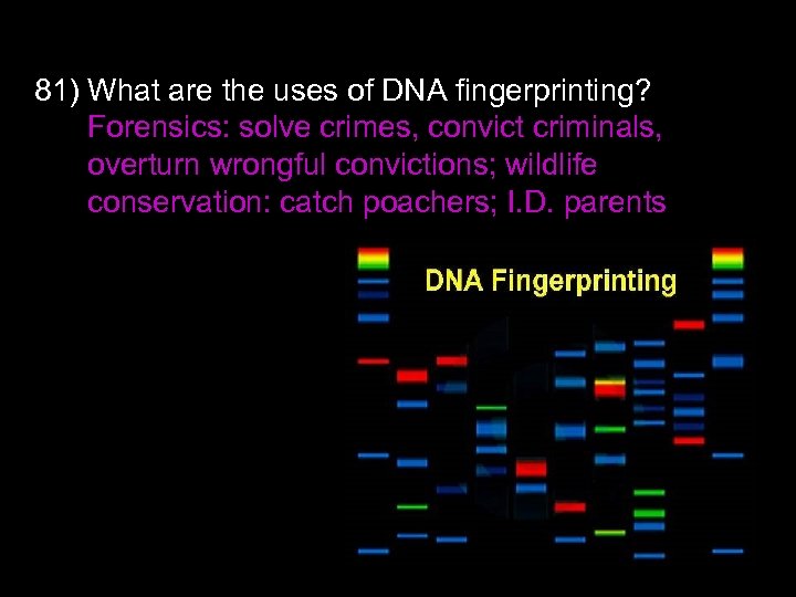 81) What are the uses of DNA fingerprinting? Forensics: solve crimes, convict criminals, overturn