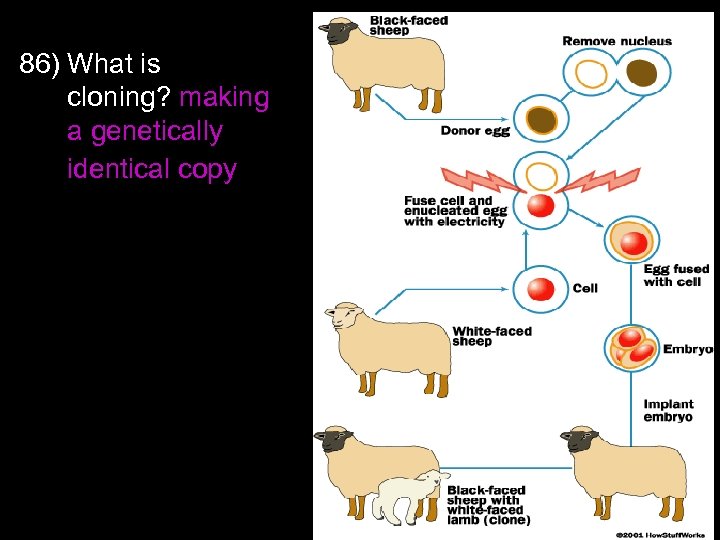 86) What is cloning? making a genetically identical copy 