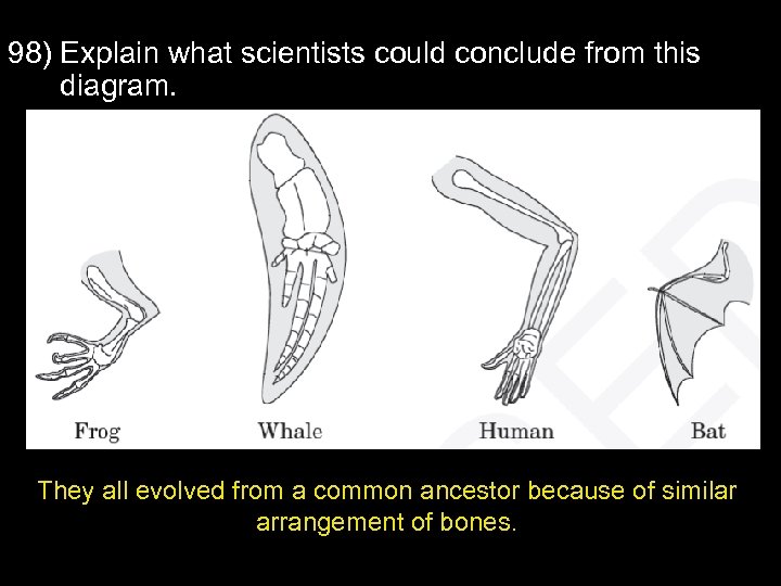 98) Explain what scientists could conclude from this diagram. They all evolved from a